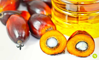 Olio di palma, l´EFSA potrebbe presto rivedere la sua posizione in merito